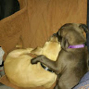 Meet your Posher, Cherrysh